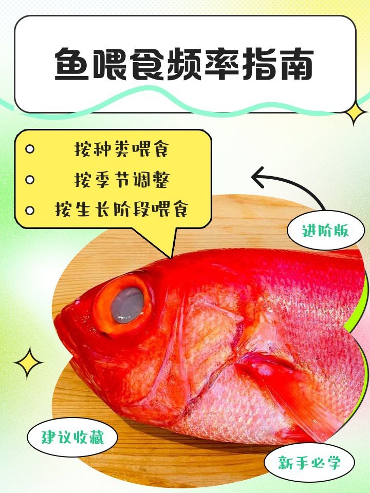 金龍魚多久喂一次食合適？【金龍魚多久喂一次比較好】