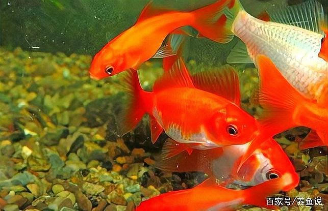 過背金魚最害怕三個(gè)東西【背金魚作為觀賞魚對(duì)環(huán)境要求高錳酸鉀有三個(gè)主要因素】