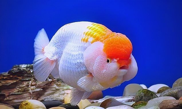 過背金魚最害怕三個(gè)東西【背金魚作為觀賞魚對(duì)環(huán)境要求高錳酸鉀有三個(gè)主要因素】