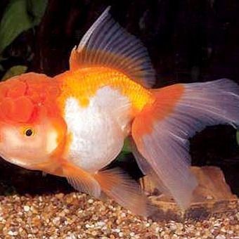紅獅頭金魚【《紅獅頭金魚：水中靈動的絢麗精靈》】 紅獅頭金魚【《紅獅頭金魚：水中靈動的絢麗精靈》】 龍魚論壇 第3張