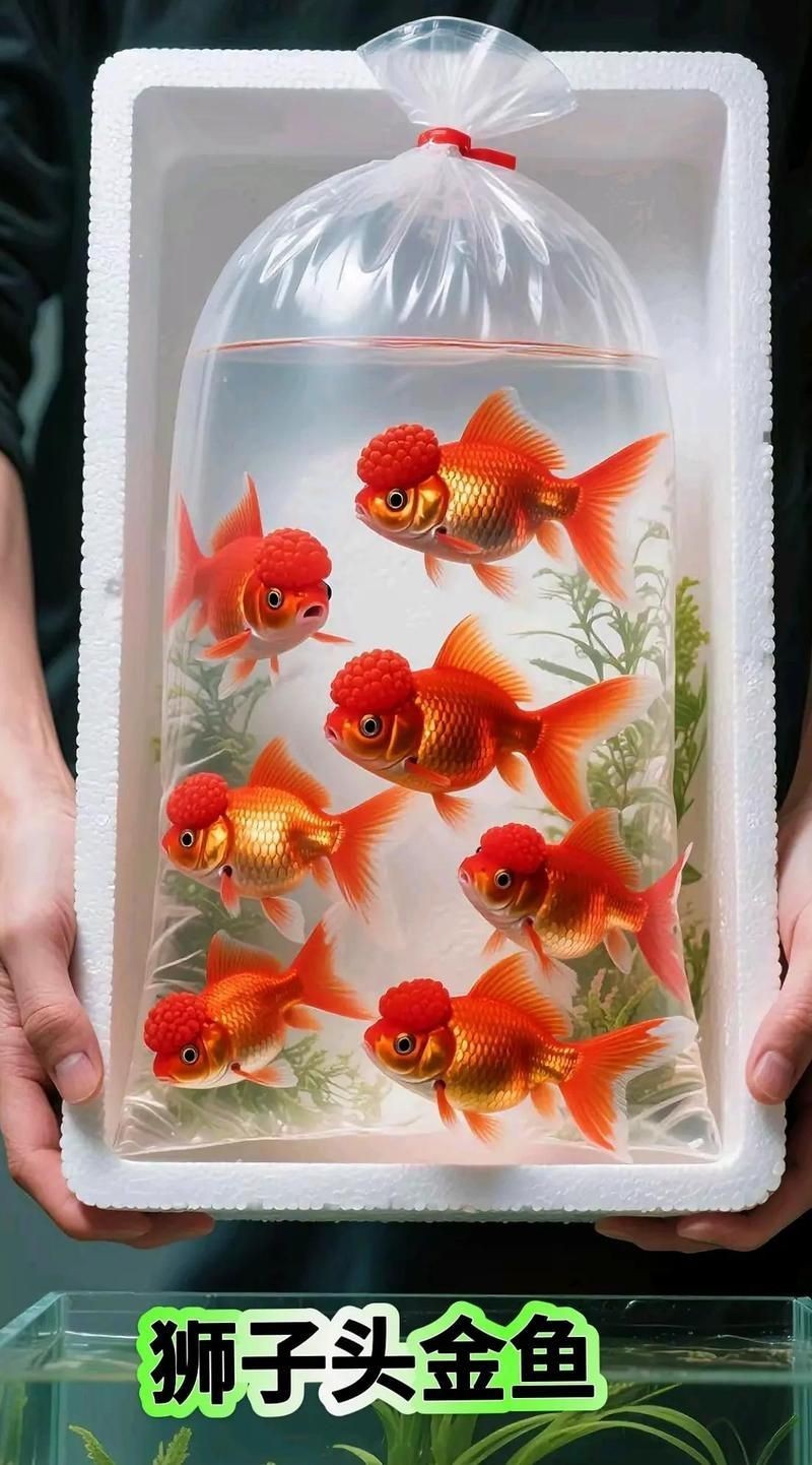 紅獅頭金魚【《紅獅頭金魚：水中靈動的絢麗精靈》】 紅獅頭金魚【《紅獅頭金魚：水中靈動的絢麗精靈》】 龍魚論壇 第9張