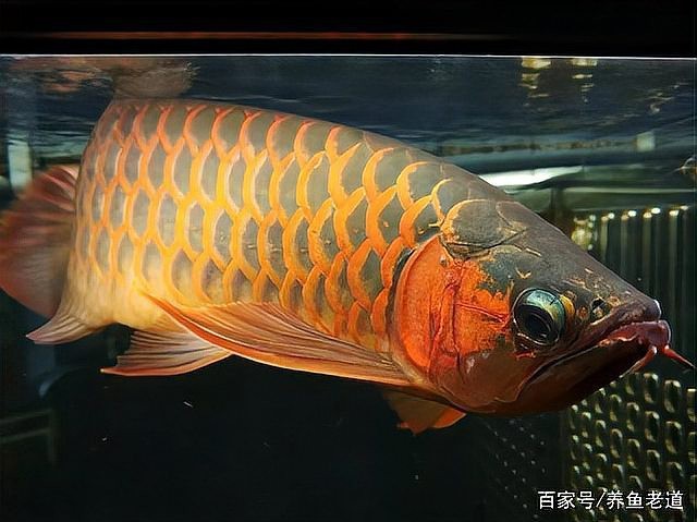 龍魚爛鰭需要手術嗎？【養魚老道，龍魚斷尾、斷鰭怎么辦】