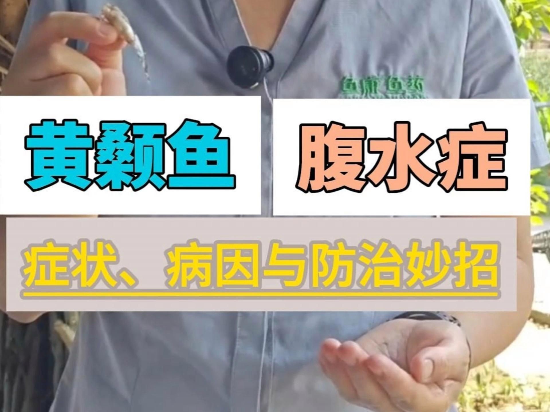 哪些魚容易患腹水病？【**腹水病治療全攻略黃顙魚腹水病治療全攻略】