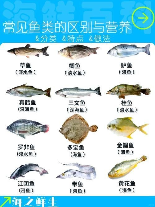 鯉鯽和鯽魚區別圖片【鯉鯽（工程鯽/湘云鯽）與普通鯽魚的區別】