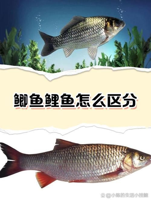 鯉鯽和鯽魚區別圖片【鯉鯽（工程鯽/湘云鯽）與普通鯽魚的區別】