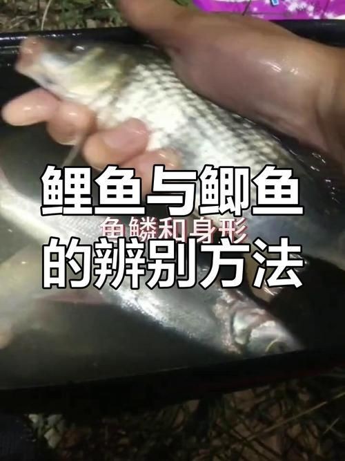 鯉鯽和鯽魚區別圖片【鯉鯽（工程鯽/湘云鯽）與普通鯽魚的區別】
