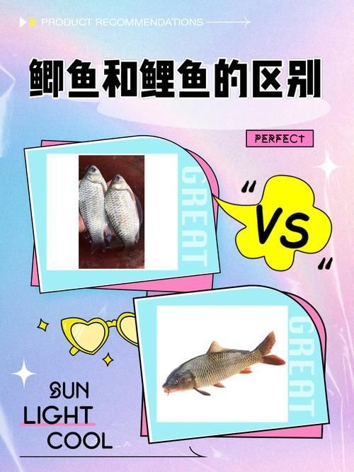 鯉鯽和鯽魚區別圖片【鯉鯽（工程鯽/湘云鯽）與普通鯽魚的區別】