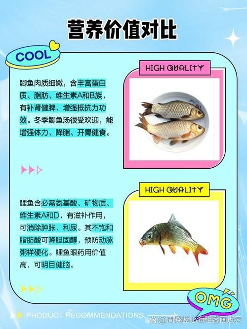 鯉鯽和鯽魚區別圖片【鯉鯽（工程鯽/湘云鯽）與普通鯽魚的區別】
