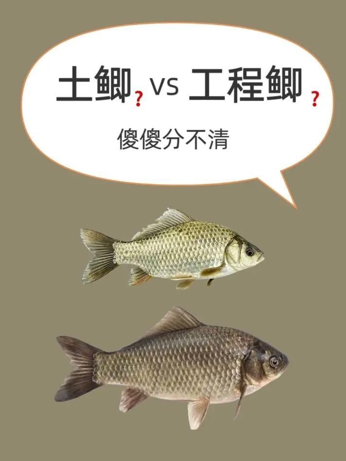 鯉鯽和鯽魚區別圖片【鯉鯽（工程鯽/湘云鯽）與普通鯽魚的區別】