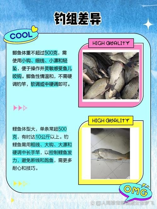 鯉鯽和鯽魚區別圖片【鯉鯽（工程鯽/湘云鯽）與普通鯽魚的區別】