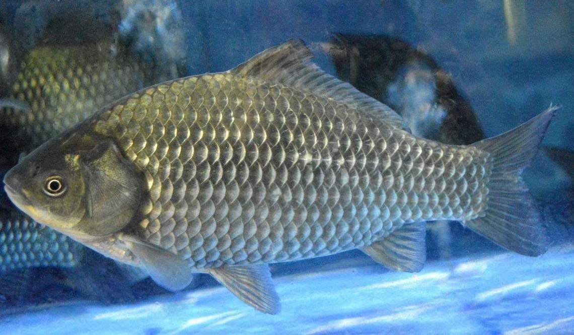 鯉鯽和鯽魚區別圖片【鯉鯽（工程鯽/湘云鯽）與普通鯽魚的區別】