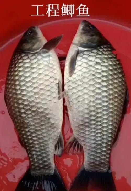 鯉鯽和鯽魚區別圖片【鯉鯽（工程鯽/湘云鯽）與普通鯽魚的區別】
