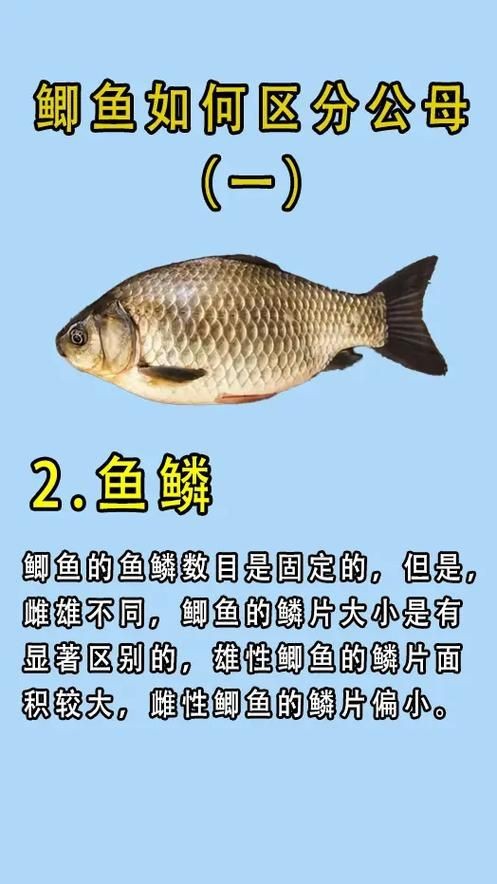 鯉鯽和鯽魚區別圖片【鯉鯽（工程鯽/湘云鯽）與普通鯽魚的區別】
