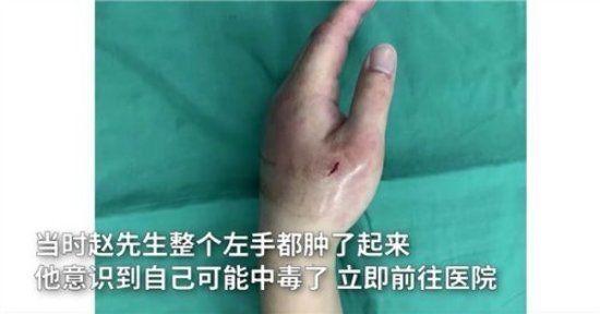 魔鬼魚的尾巴有沒有毒【男子養魔鬼魚被魚尾刺一下險喪命】