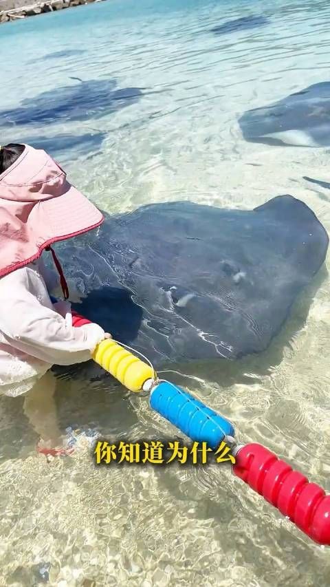 魔鬼魚的尾巴有沒有毒【男子養魔鬼魚被魚尾刺一下險喪命】