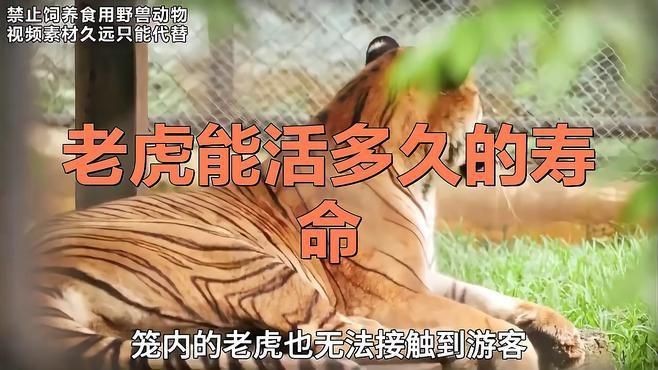 老虎能活多少年【老虎的壽命到底有多長？】 老虎能活多少年【老虎的壽命到底有多長？】 龍魚百科 第1張