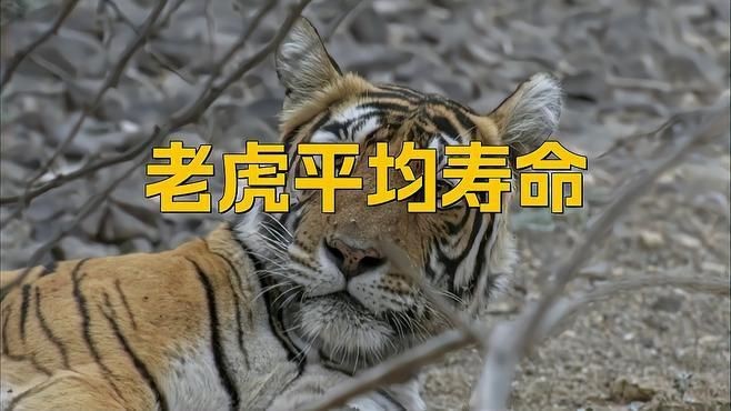 老虎能活多少年【老虎的壽命到底有多長？】 老虎能活多少年【老虎的壽命到底有多長？】 龍魚百科 第3張