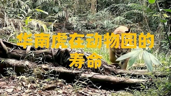 老虎能活多少年【老虎的壽命到底有多長？】 老虎能活多少年【老虎的壽命到底有多長？】 龍魚百科 第5張