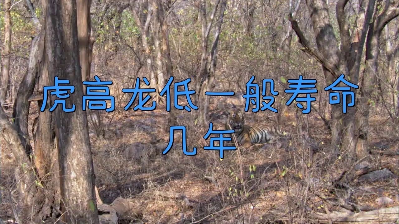 老虎能活多少年【老虎的壽命到底有多長？】 老虎能活多少年【老虎的壽命到底有多長？】 龍魚百科 第6張