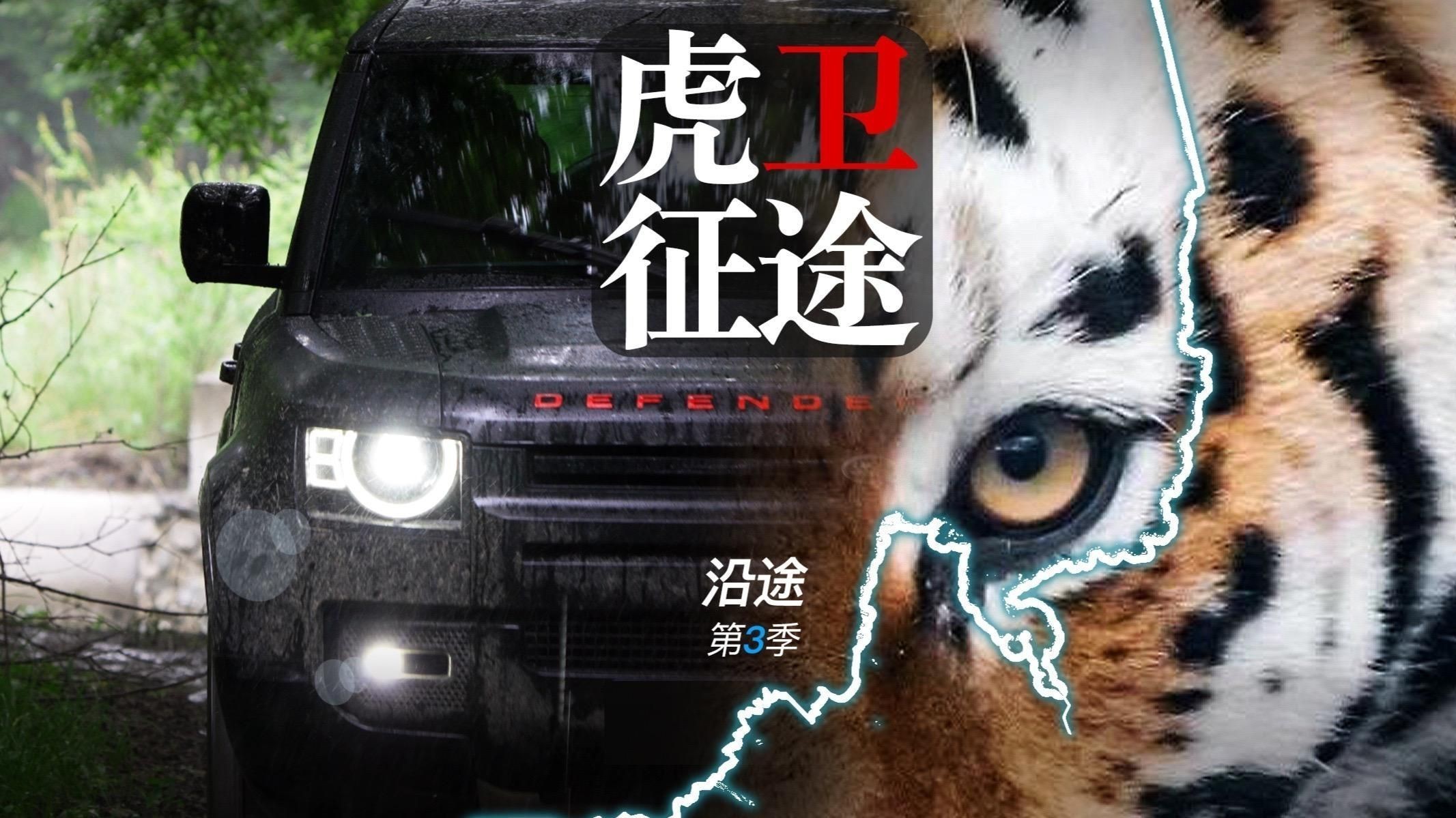 老虎能活多少年【老虎的壽命到底有多長？】 老虎能活多少年【老虎的壽命到底有多長？】 龍魚百科 第7張