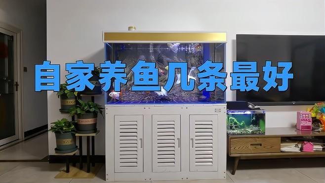 號半和紅龍用戶評價【《號半和紅龍用戶評價：各有特色與亮點》】