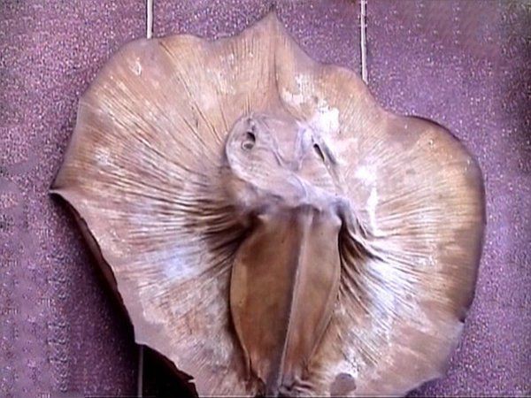 魟魚品種介紹【《魟魚品種介紹》】