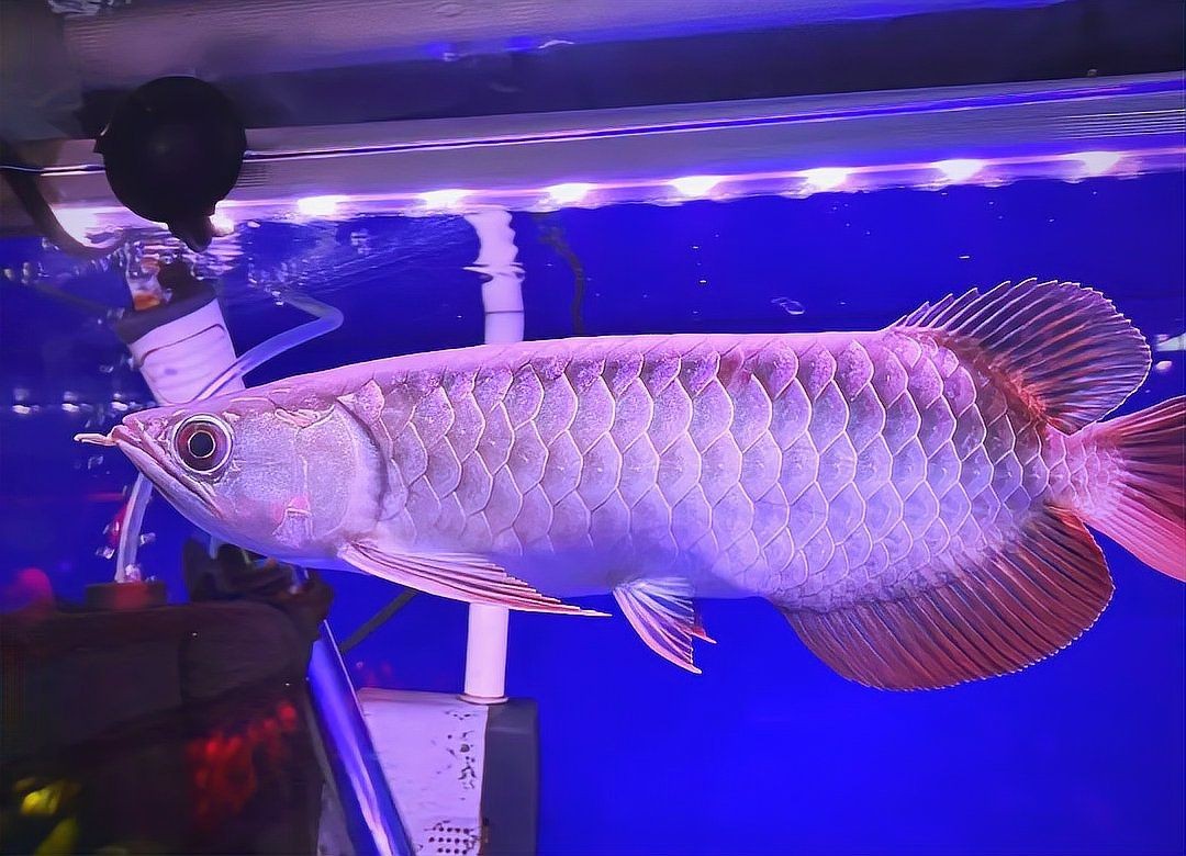 金龍魚和銀龍魚哪個更適合新手【金龍魚和銀龍魚哪個好養】
