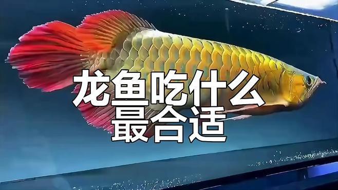 龍魚最愛吃的三種食物【龍魚七大必吃食物營養搭配全解析龍魚七大必吃食物】