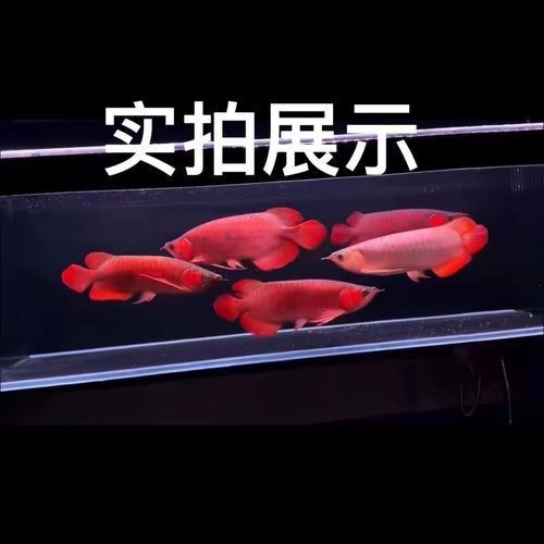 辣椒紅龍魚幼苗圖片大全【辣椒紅龍幼苗圖片大全】