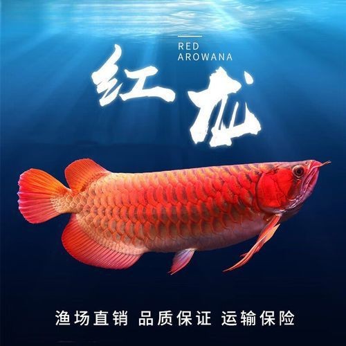辣椒紅龍魚幼苗圖片大全【辣椒紅龍幼苗圖片大全】