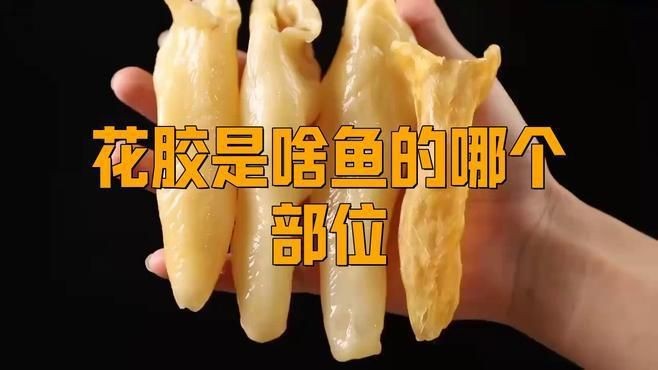 花膠是什么魚的魚肚【你知道花膠背后的魚種嗎】