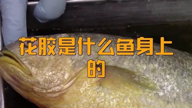 花膠是什么魚的魚肚【你知道花膠背后的魚種嗎】