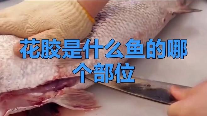 花膠是什么魚的魚肚【你知道花膠背后的魚種嗎】