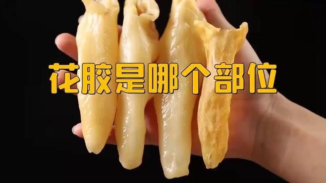 花膠是什么魚的魚肚【你知道花膠背后的魚種嗎】