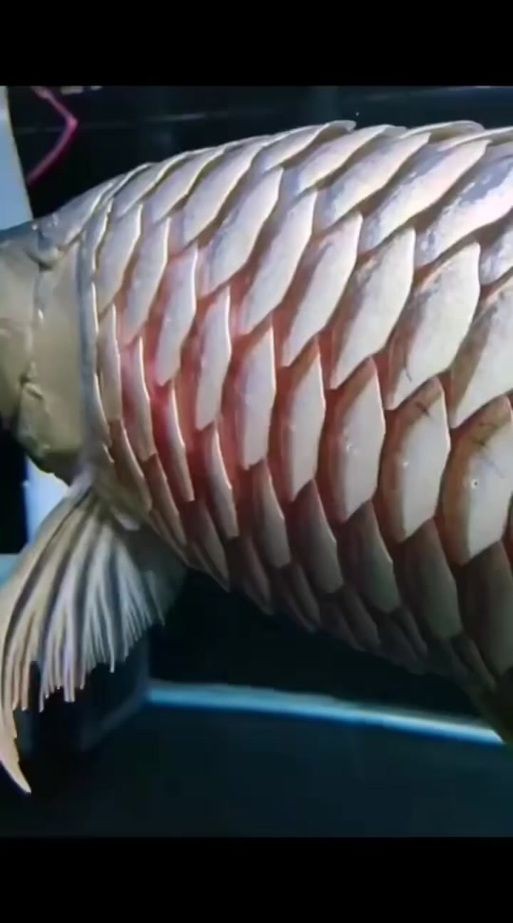 龍魚魚鱗爛圖片【寵大仙兒，龍魚立鱗，龍魚鱗片常見的幾種疾病】