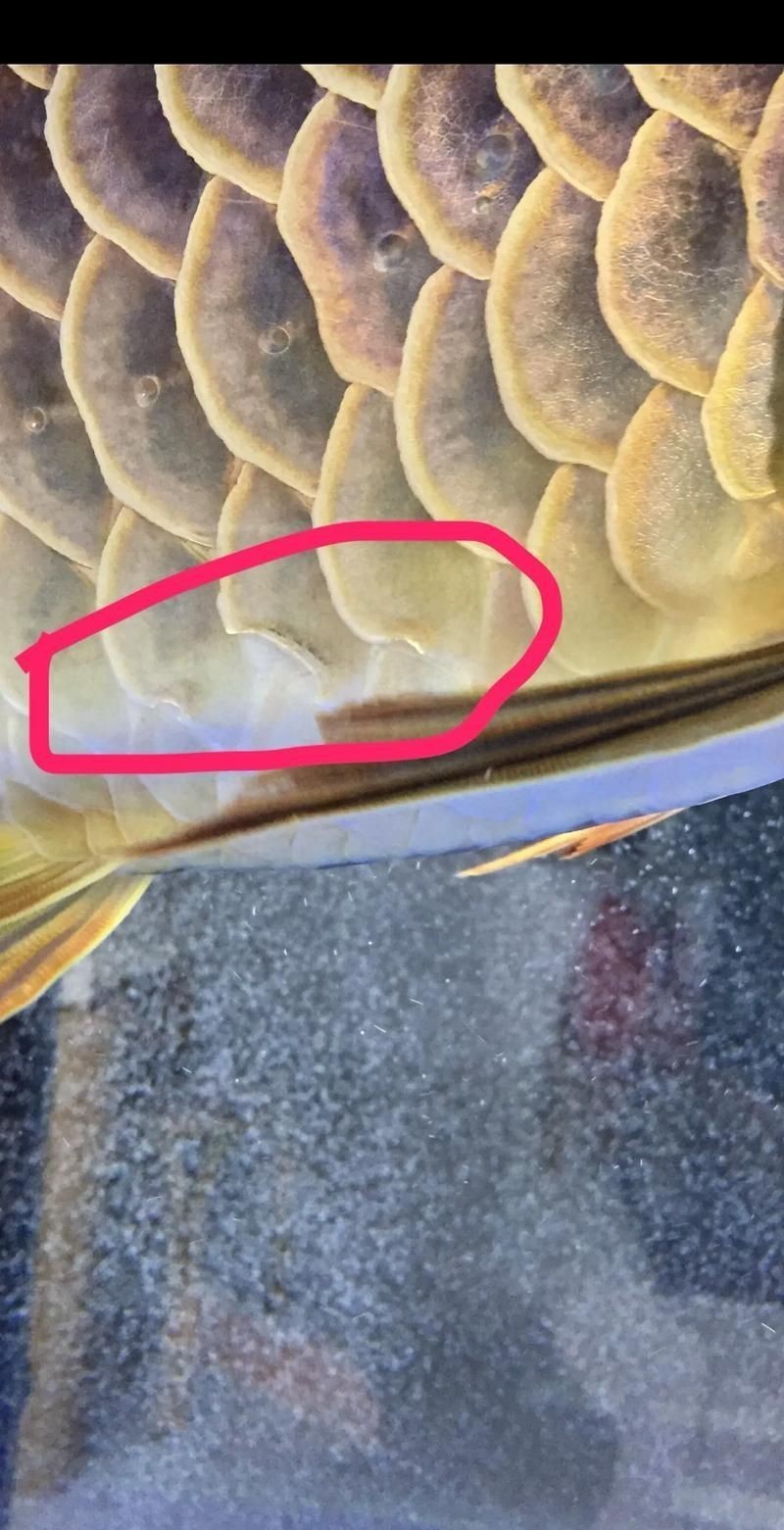 龍魚魚鱗爛圖片【寵大仙兒，龍魚立鱗，龍魚鱗片常見的幾種疾病】