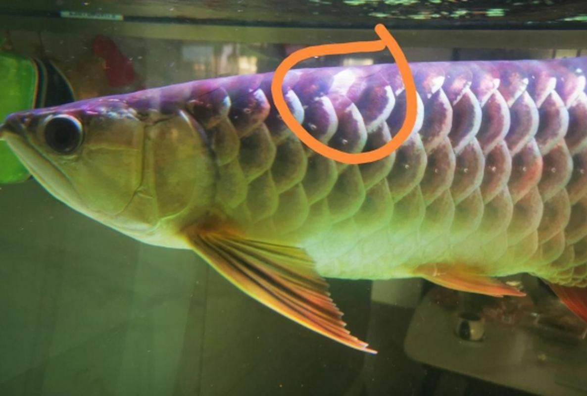 龍魚魚鱗爛圖片【寵大仙兒，龍魚立鱗，龍魚鱗片常見的幾種疾病】