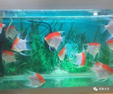 龍魚跳缸后多久會死【龍魚跳缸后多久會死？】