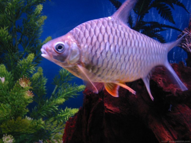 檸檬鯽最忌三種魚(yú)【檸檬鯽混養(yǎng)三大禁忌】