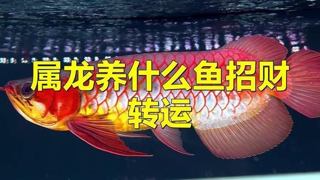 黃金碘走一單，三元康黃金碘專治？（黃金碘在特定市場條件下的交易策略分析了黃金碘的供需狀況）