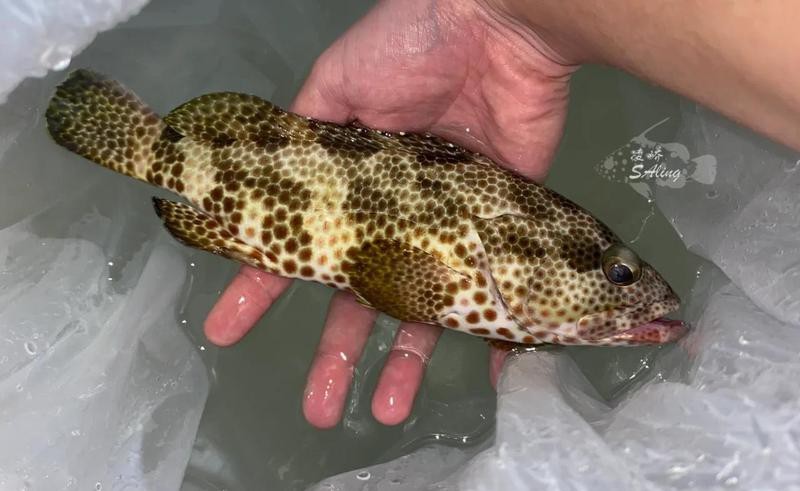 石斑魚有什么呼吸【石斑魚的呼吸機(jī)制】