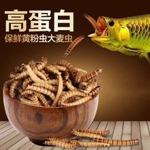 有哪些安全的龍魚餌料【是一些安全的龍魚餌料，是一些小魚小蝦等】