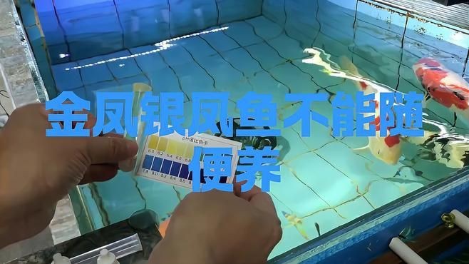 金鳳魚為何不建議養【養殖金鳳魚的注意事項】