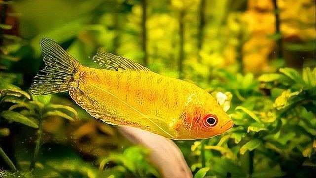 金鳳魚為何不建議養【養殖金鳳魚的注意事項】