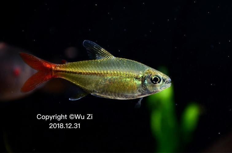 紅尾平克最忌三種魚【紅尾平克與紅尾平克的三大忌憚的魚類與實戰案例總結】