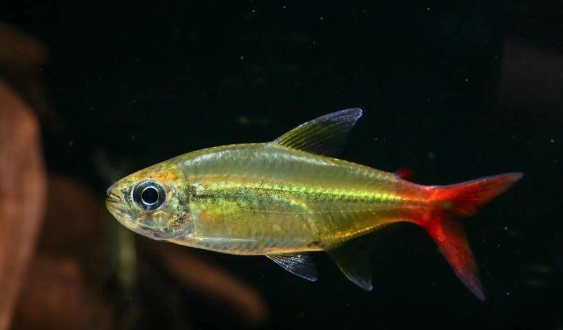 紅尾平克最忌三種魚【紅尾平克與紅尾平克的三大忌憚的魚類與實戰案例總結】