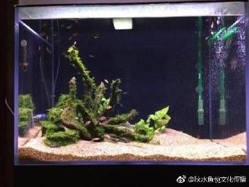 紅尾平克最忌三種魚【紅尾平克與紅尾平克的三大忌憚的魚類與實戰案例總結】