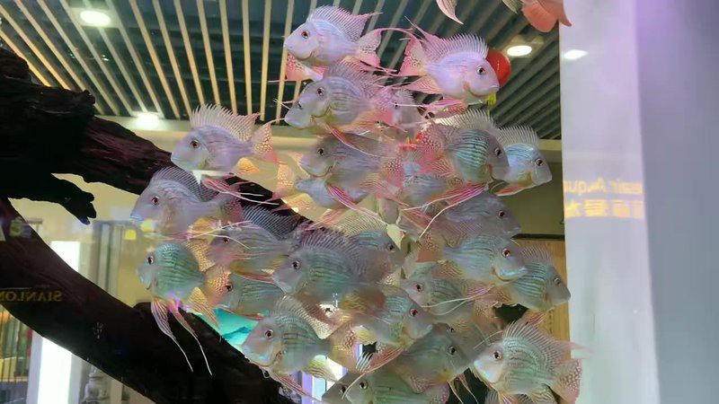 祥龍魚場(chǎng)祥禾紅龍魚的價(jià)格是多少？【祥龍魚場(chǎng)祥禾紅龍魚價(jià)格】 祥龍魚場(chǎng)祥禾紅龍魚的價(jià)格是多少？【祥龍魚場(chǎng)祥禾紅龍魚價(jià)格】 龍魚百科 第6張