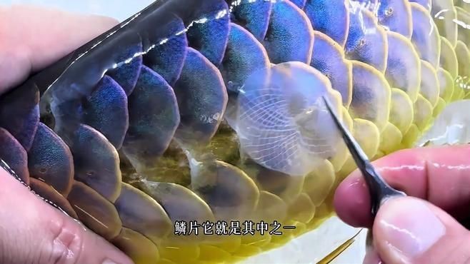 賽級古典龍魚【水族界的璀璨明珠——賽級古典龍魚】