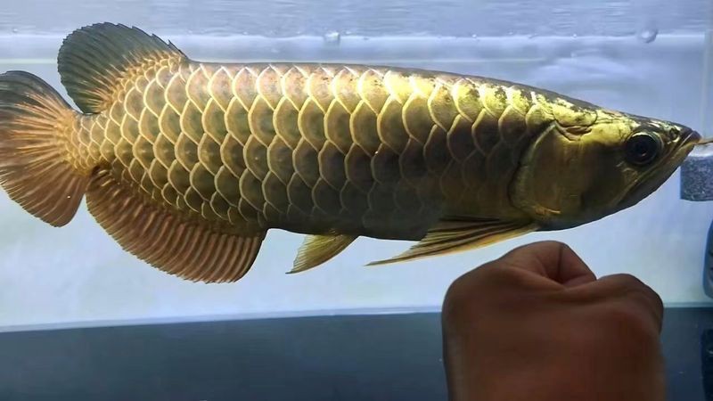 賽級古典龍魚【水族界的璀璨明珠——賽級古典龍魚】